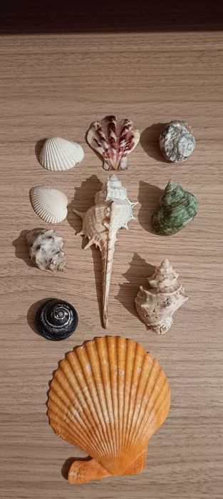 Ракушки морские для аквариума