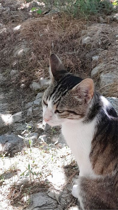 Pisoi/ motan spre donatie