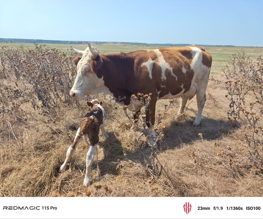 Vaca mare cu vițel tauras