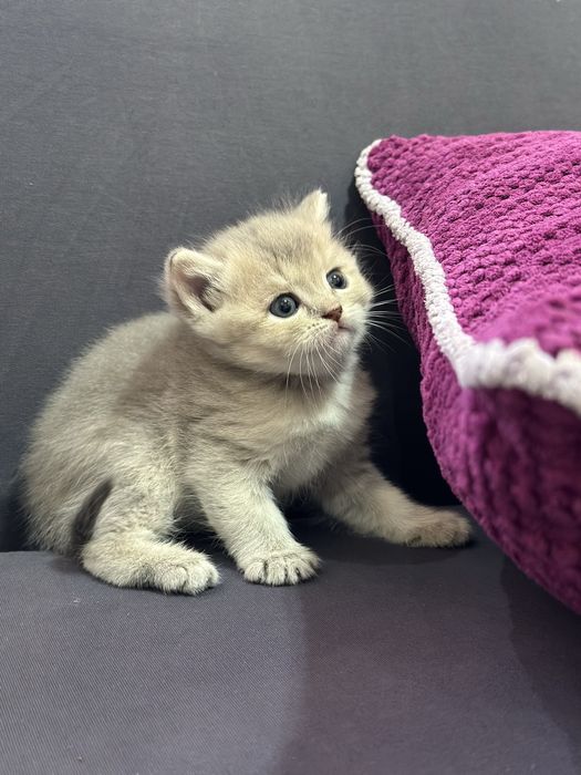 Срочно продаются экслюзивные британские котята!