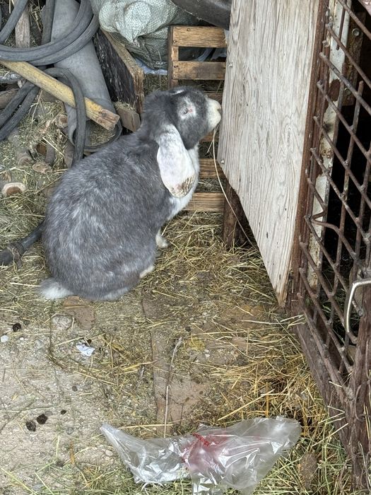 Кролик срочно продоеться