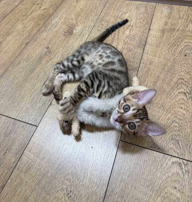 Котёнок бенгальской породы