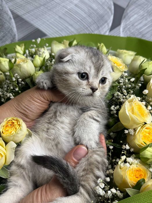 вислоушки мальчики