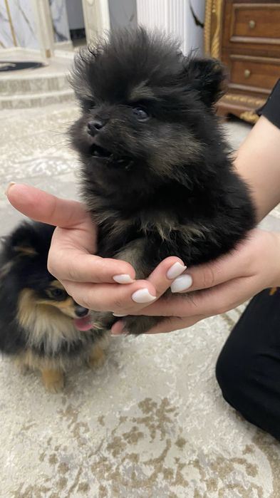 Продам памеранского шпица