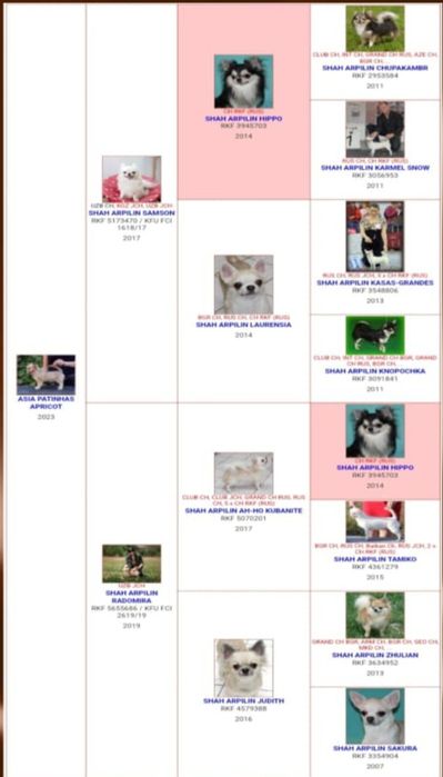 Кобели для вязки (чихуахуа)