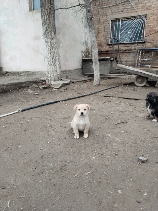 Отдам щенят в добрые руки!!!