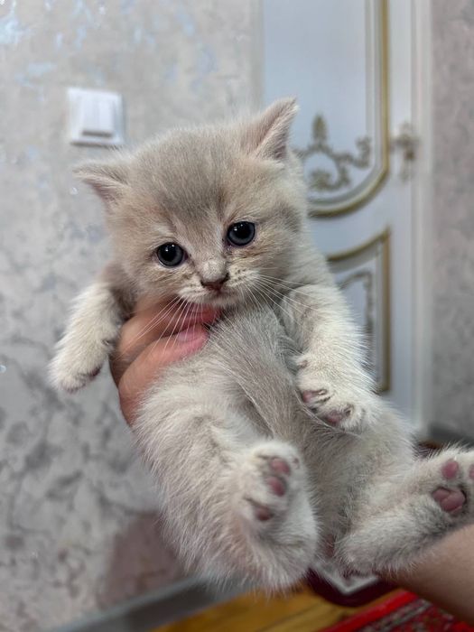 Продаются котята / Мушук болалари сотилади