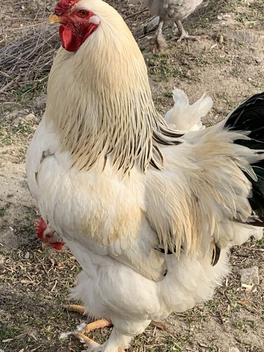 Млади петли(не чистокръвна Колумбийска брама)