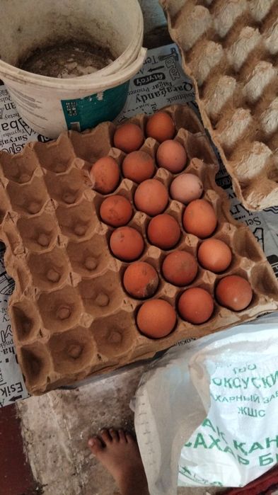 продаю домашние яйца на кшт