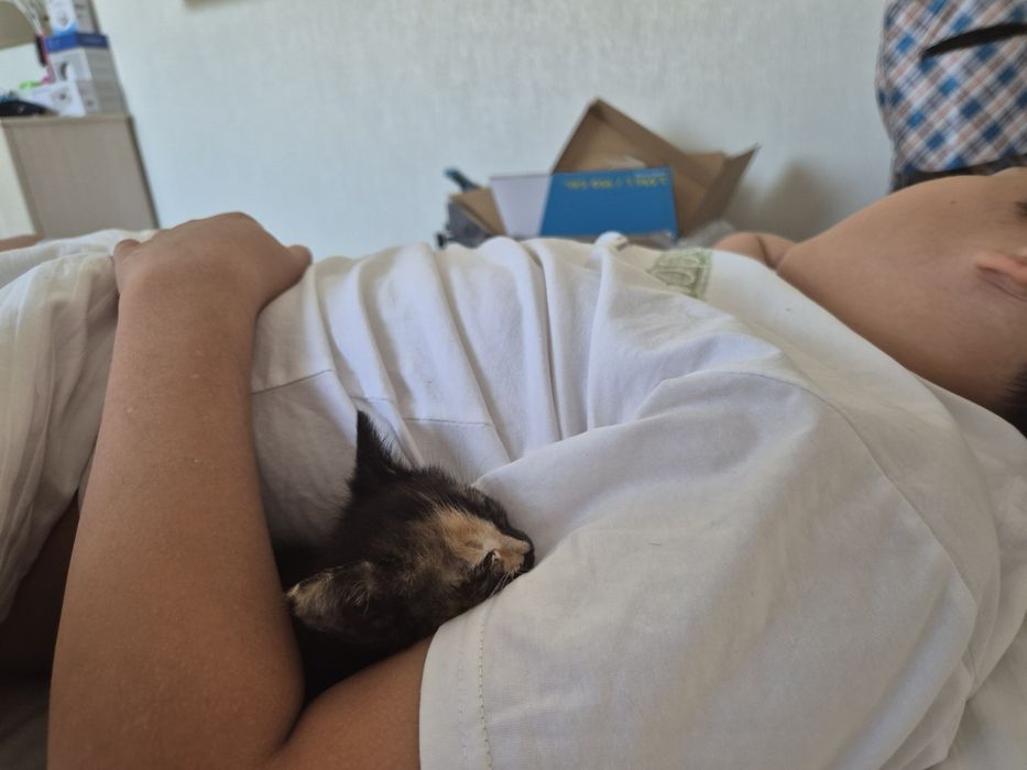 Котенок-девочка в добрые руки