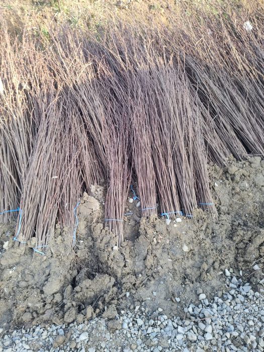 Puieti salcâm frasin fag carpen ulm plop mesteacăn brad molid Tei arin