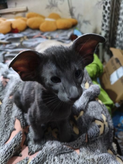 Ориентальный котёнок экстрим