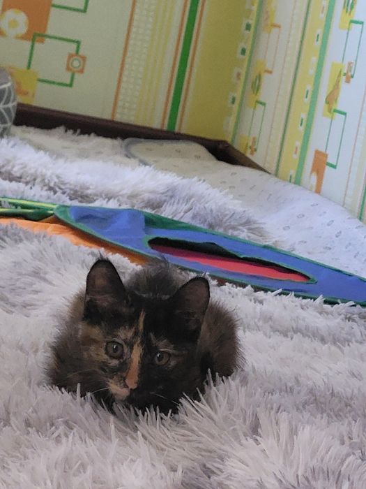 Отдам в добрые руки