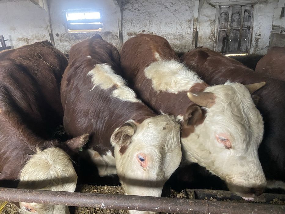 Быки с откорма 16 голов