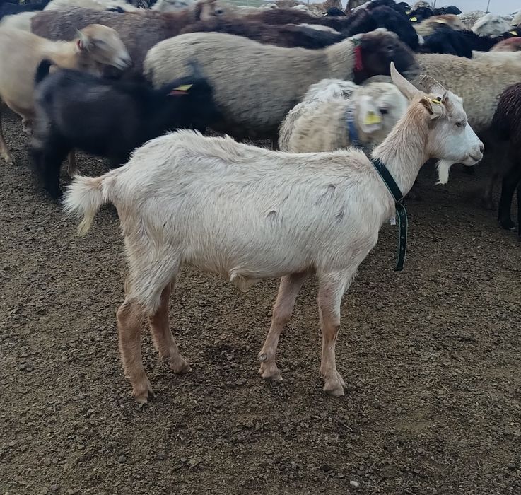 Молочные козы на продажу!
