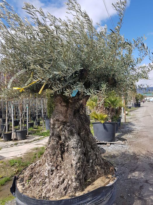 Maslini seculari free style rezistenti la ger