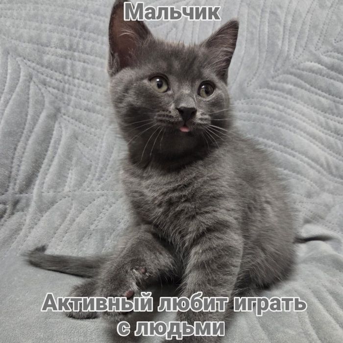 Котята, британцы