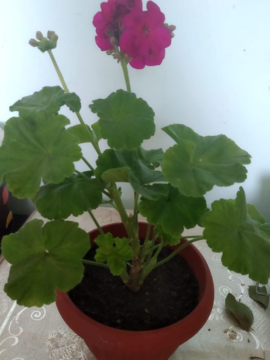 Продам женское счастье, джинура