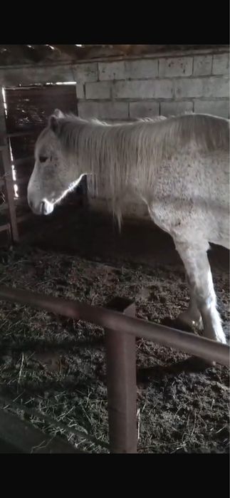 Срочно Туатын бие !!!