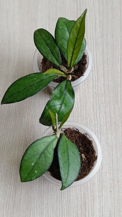 Хойя  Сабах 961, Крассипетиолата Да Нанг