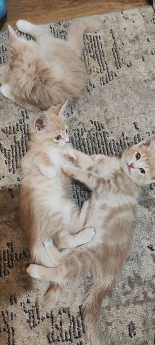 Отдаем котям в добрые руки.