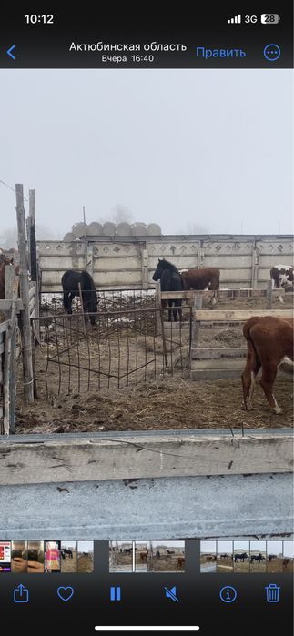 2 Бие сатамын жаксы тукымдары бар