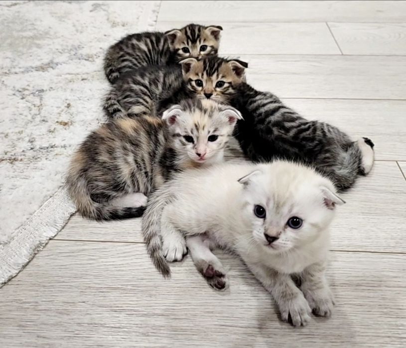 чистокровные котята от правильной вязки. Скоттиш страйт-фолд.100у.е