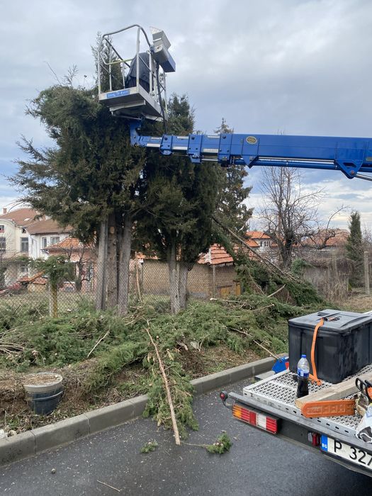 Рязане на опасни дървета