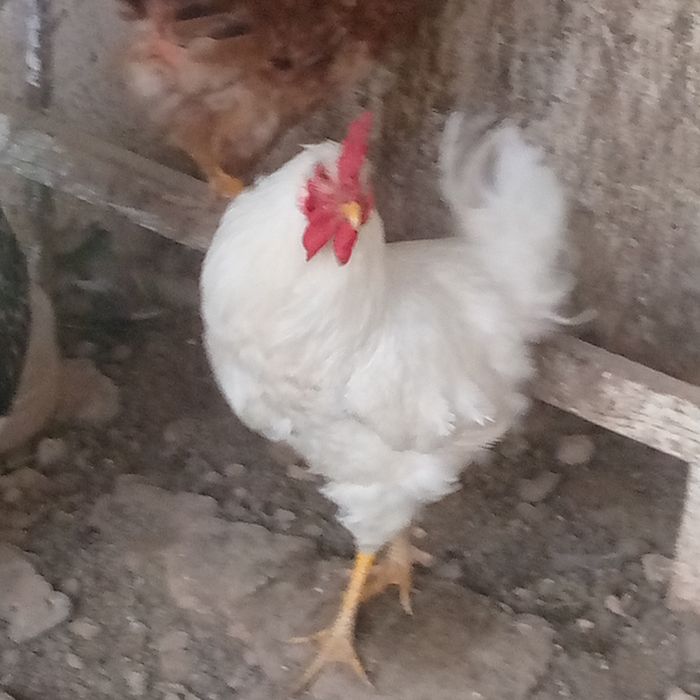 Продаю питух 80 000 сом