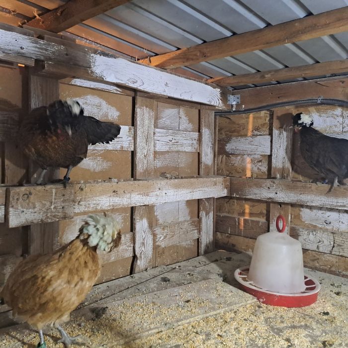 Vand gaini motate olandeze