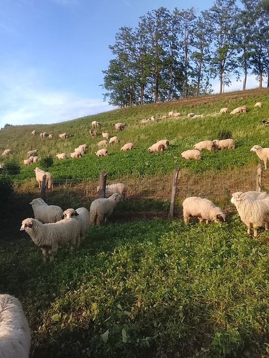 Vând miei și mieluțe de sămânță