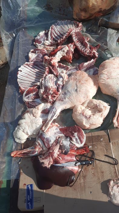 Семіз қойлар , сектер сатылады