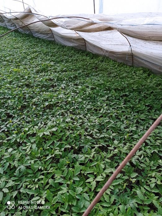 Помидор кучатлари сотилади нави ЧИНТО  F1  2200