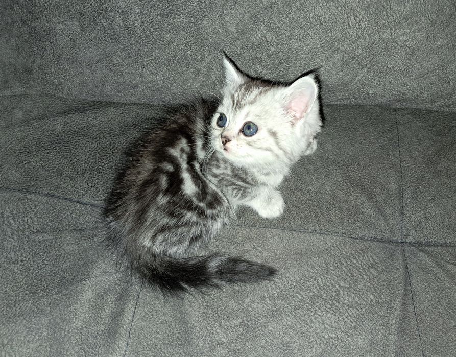 Котёнок. Скоттиш Страйт. Девочка