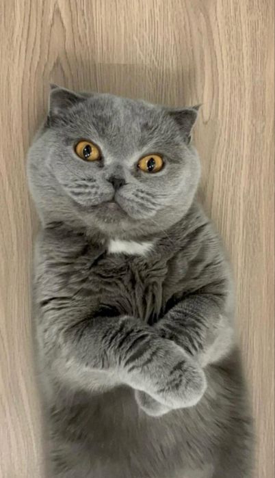 Отдам кошечку В добрые руки