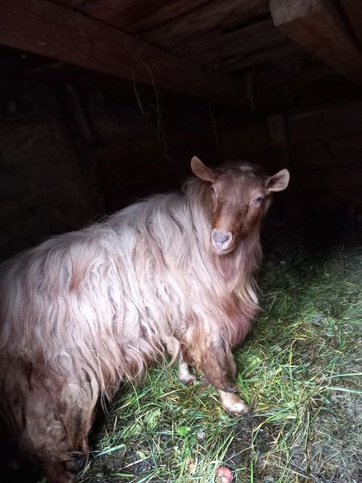 Vand tap.               .