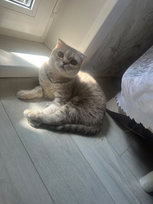 Кошка шотланский