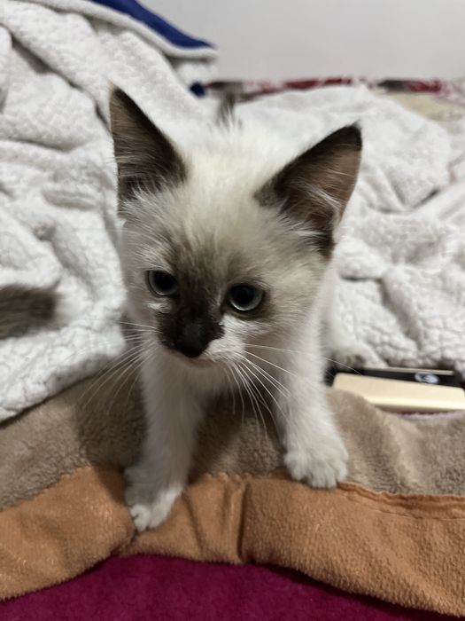 котята 2 месяца