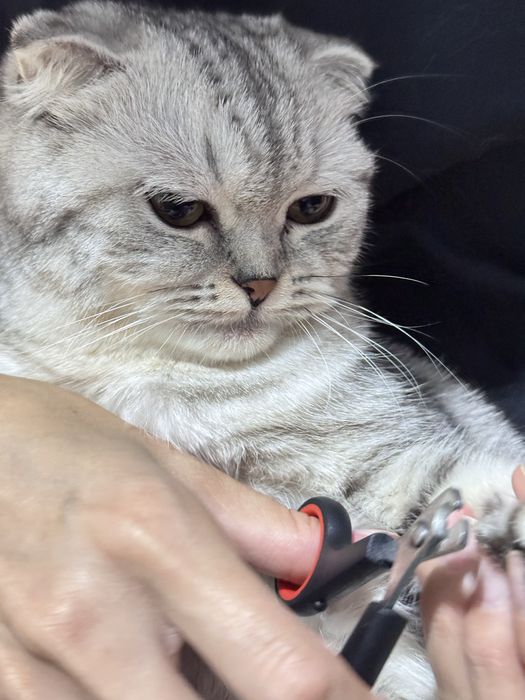 Кошка Скоттиш страйт