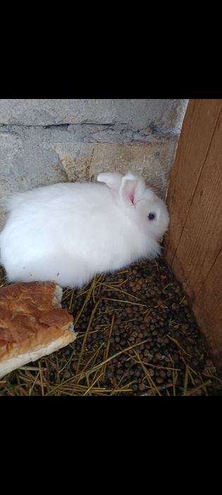 Vând iepurași cap de leu