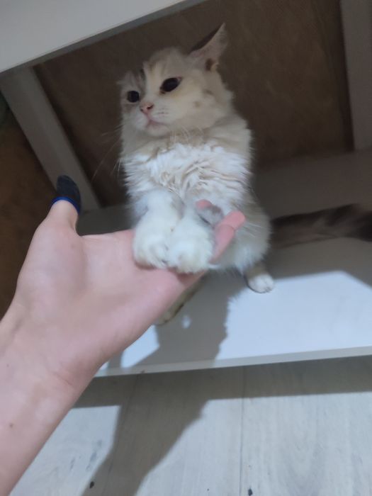 Кошка отдам даром