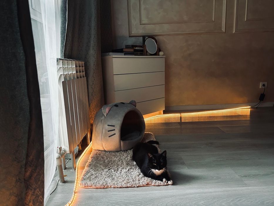 Кошка бесплатно.