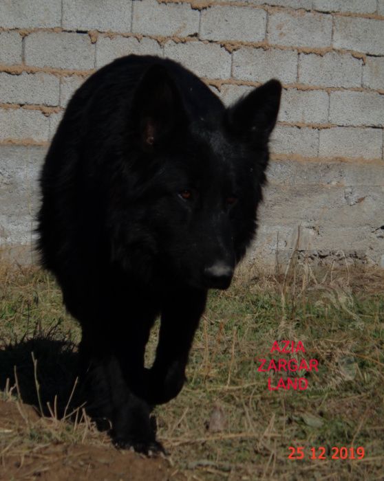 Вязка .Длинношёрстный кобель немецкой овчарки ( черного окраса)