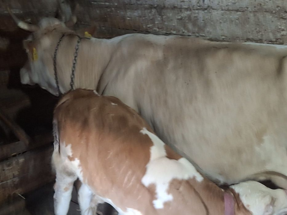 Vand vaca bălțată romaneasca de 6 ani cu vitel de 2 luni