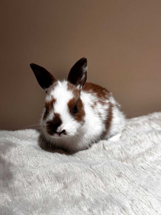 Декоративные кролики