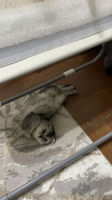Шотландский кот