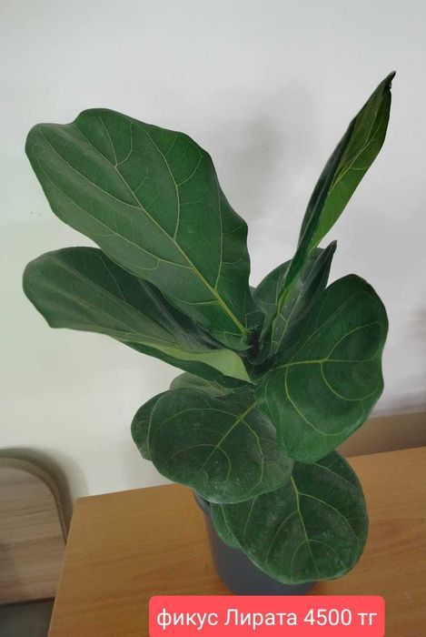 Комнатные растения.