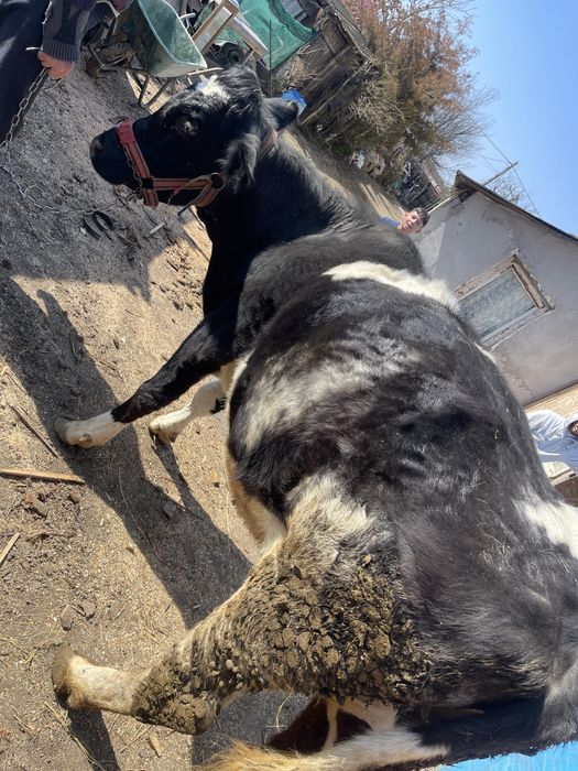 Vand vaca in varsta de 4 ani gestanta in 6 luni