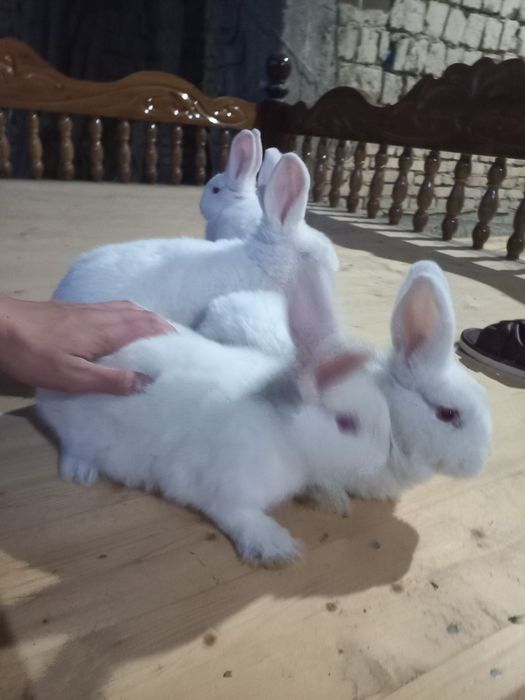Нвозеландские кролики