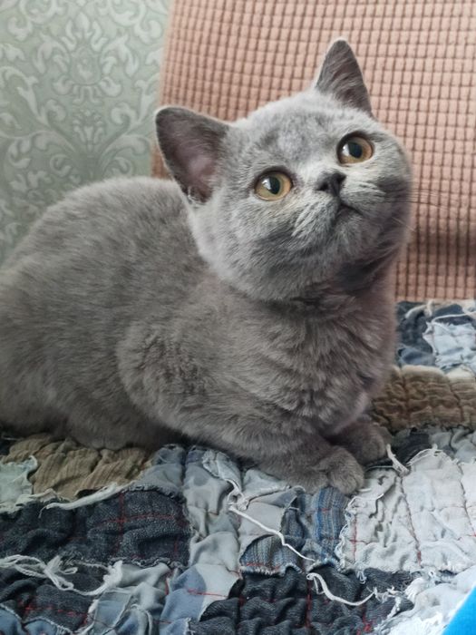 Британская девочка